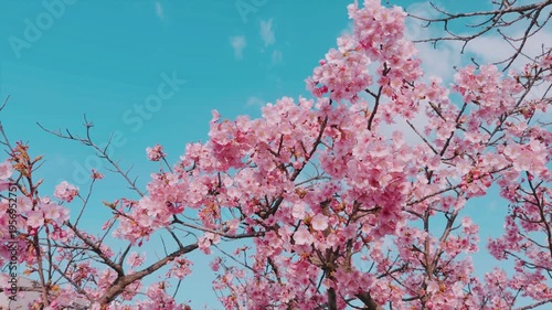 京都 淀水路の河津桜と春景色