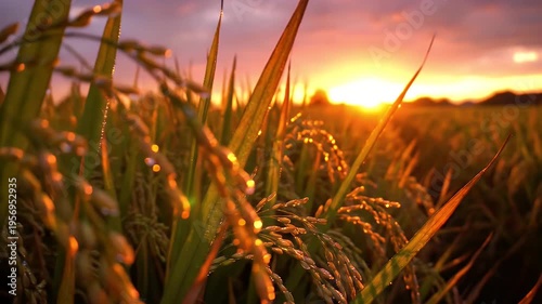 Wallpaper Mural Close-up of rice stalks glistening with water droplets at sunset. Vibrant colors of nature Torontodigital.ca