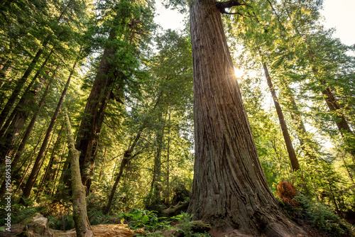 Morning Sunlight on the James Irvine Trail Redwoods, Prairie Creek Redwoods State Park, California