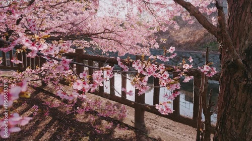 京都 淀水路の河津桜と春景色