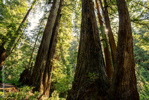 Sunrise through the Trees, James Irvine Trail Redwoods, Prairie Creek Redwoods State Park, California