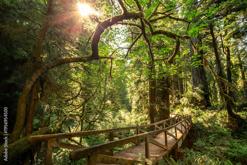 Bridge Sunlight on the James Irvine Trail Redwoods, Prairie Creek Redwoods State Park, California