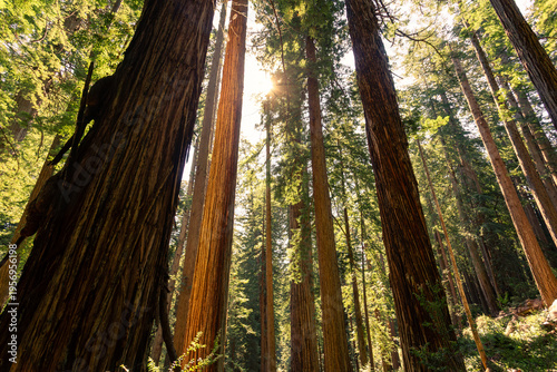 Morning Sunlight on the James Irvine Trail Redwoods, Prairie Creek Redwoods State Park, California