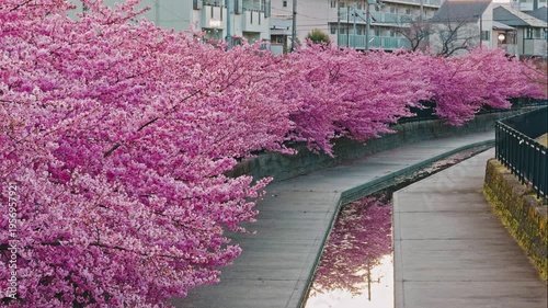 京都 淀水路の河津桜と春景色