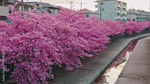 京都 淀水路の河津桜と春景色