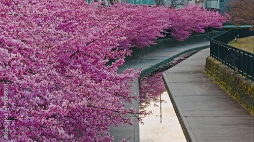京都 淀水路の河津桜と春景色