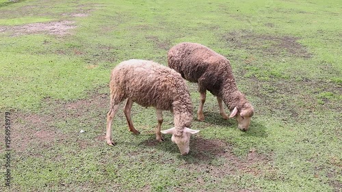 A pair of unshorn sheep grazing in a green pasture field during daytime. Natural environment and animal husbandry lifestyle.