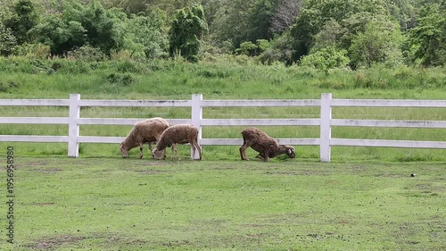A small flock of sheep eating grass in a green meadow with a white fence background. Natural environment, countryside landscape, and animal husbandry lifestyle.