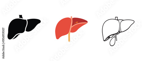 liver vector bundle 