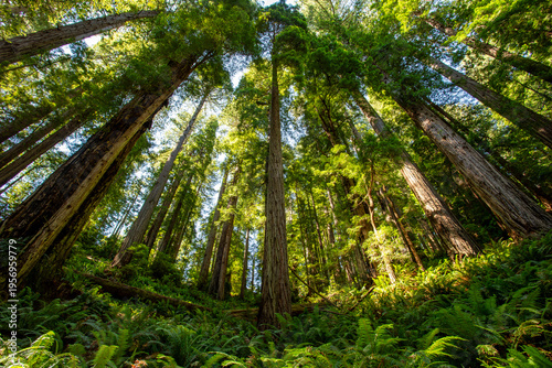 Lush Green Redwood Expanse on the James Irvine Trail Redwoods, Prairie Creek Redwoods State Park, California