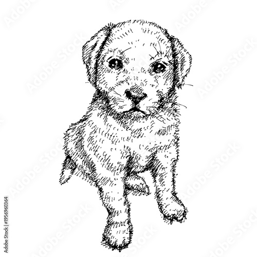 レトリバーの子犬Retriever