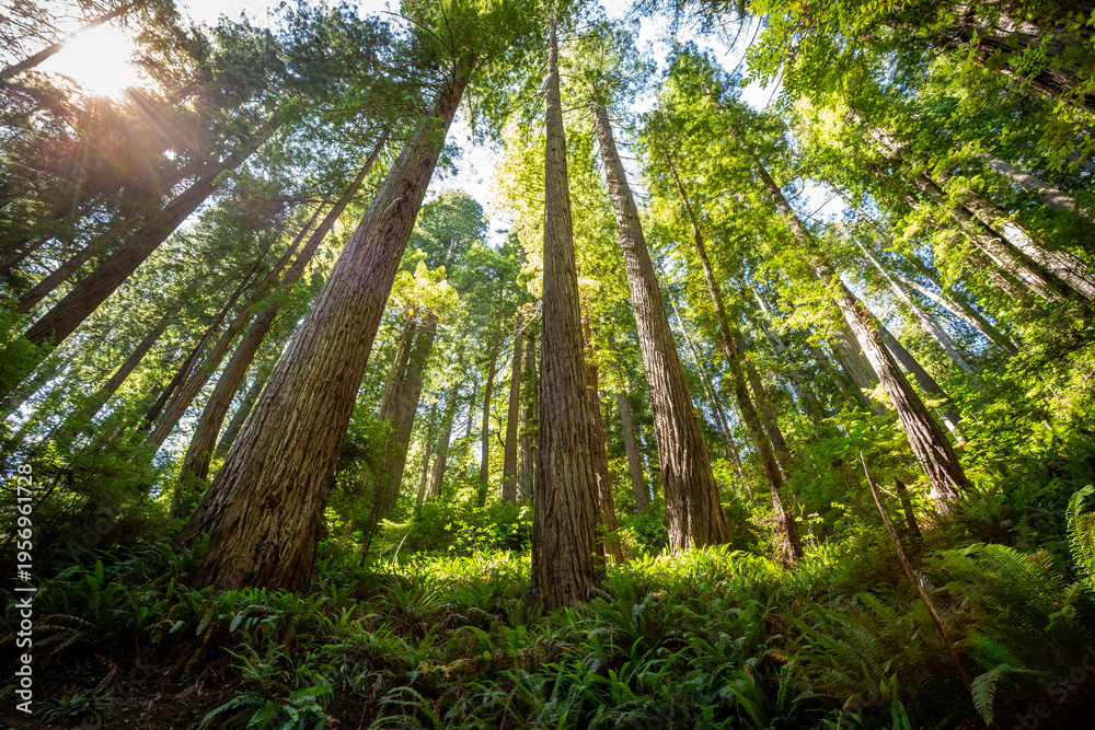 Fototapeta premium Sunrise of the Hills on the James Irvine Trail Redwoods, Prairie Creek Redwoods State Park, California