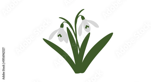 Delicate snowdrop flowers bloom with simple elegant form silhouette