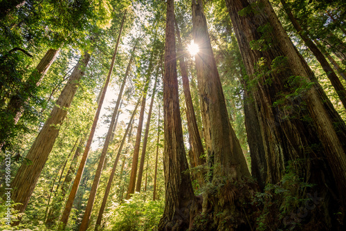 Sunrise Between the Redwoods on the James Irvine Trail Redwoods, Prairie Creek Redwoods State Park, California