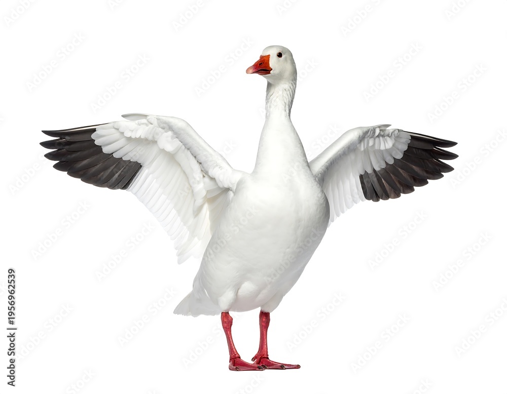 Obraz premium Tundra swan bird dynamic motion professional studio high resolution image
