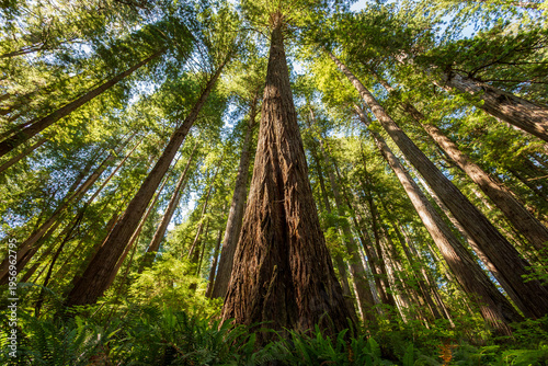 Rising Giants on the James Irvine Trail Redwoods, Prairie Creek Redwoods State Park, California