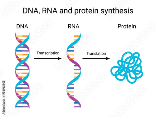 Model of DNA, RNA and protein synthesis process, isolated on a white background. Transcription and Translation. Colorful genetic structure for biology, medicine, science presentations, posters. Vector