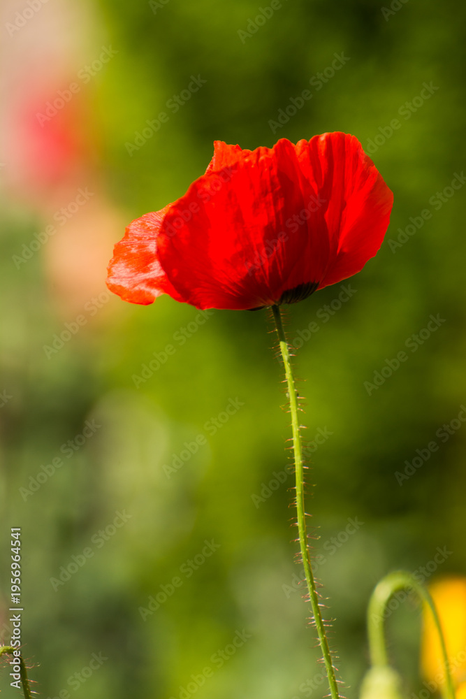 Naklejka premium Vibrant Floral Macro Closeup with soft Background