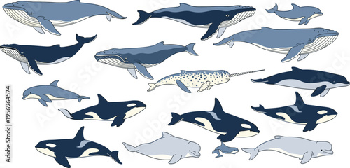 Whale marine animal illustration set, ocean wildlife collection, aquatic mammals diversity, sea life conservation concept, underwater fauna decorative design