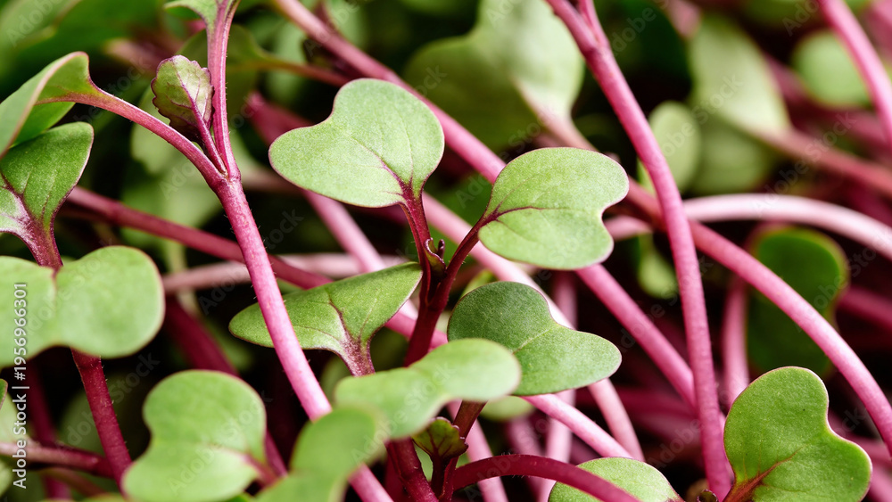 Fototapeta premium Growth of microgreens in closeup during daylight in a garden setting for healthy eating
