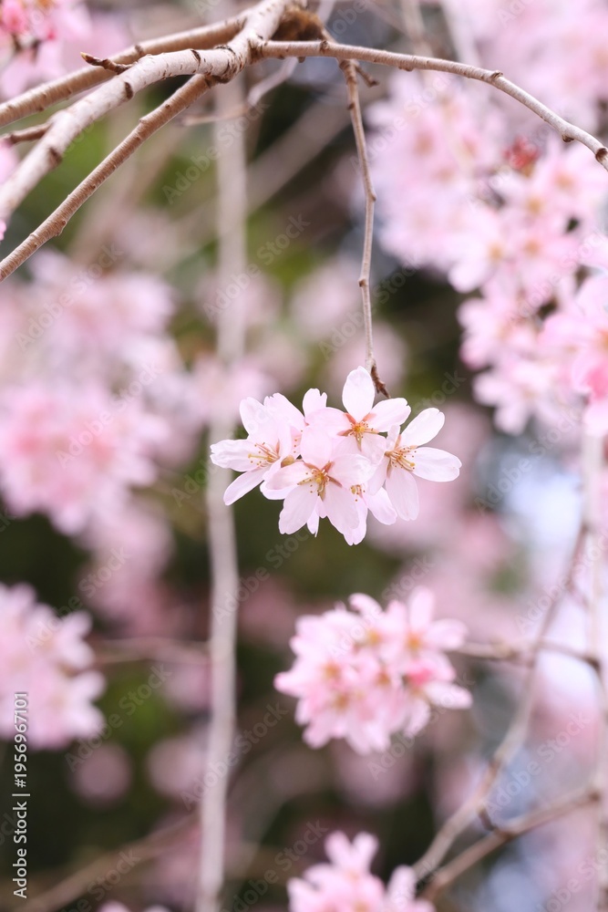 Fototapeta premium しだれ桜