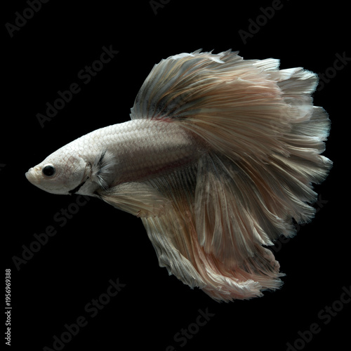 betta fish swimming in clear water over black background