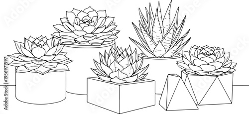 Set of 5 succulent plants in pots vector illustration