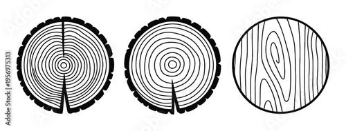 Tree Stump Cross Section Vector Illustration