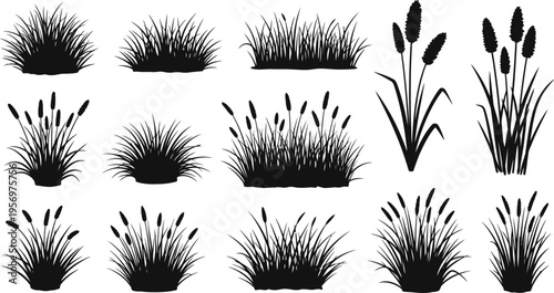 Collection of grass and reed silhouettes isolated on white background