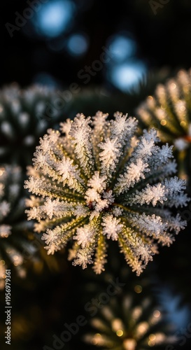 Close-up of a frosted evergreen branch.