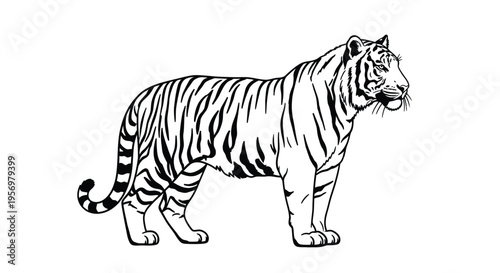 Detailed black and white illustration of a majestic tiger in profile