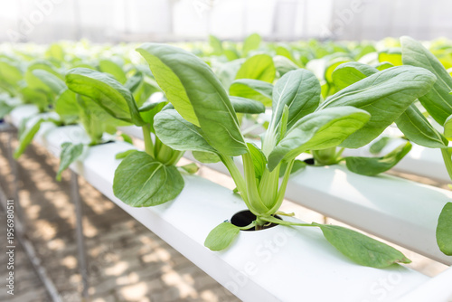 Fotografie Pak Choi or Bok choy from Hydroponic farming, organic vegetable, healthy food co