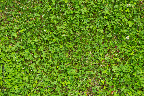 Lush green grass covers the ground in a park during the afternoon, showing a vibrant natural landscape with small plants
