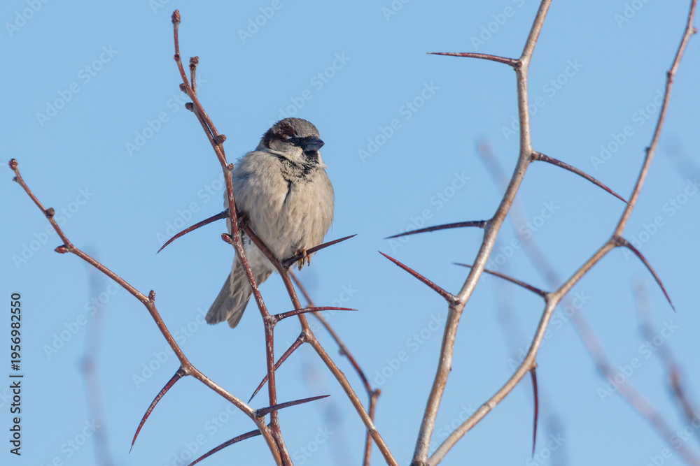 Fototapeta premium A bird is perched on a branch