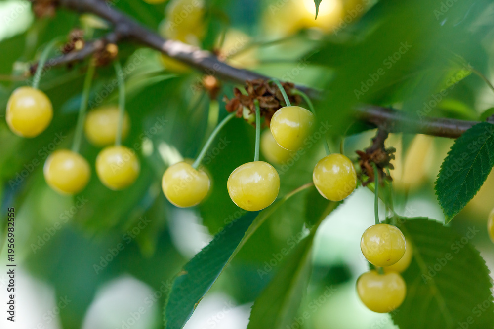 Fototapeta premium A tree with many yellow cherries on it