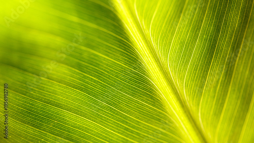 A leaf is shown in a close up