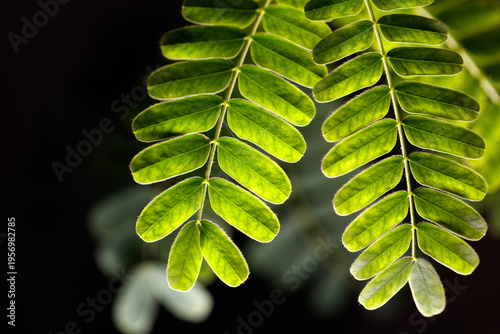 A leaf is shown in the image