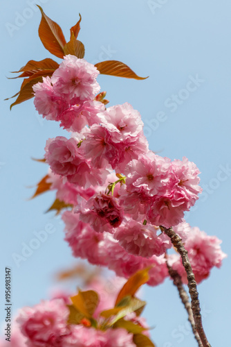 Pink sakura flowers on tree branches in the park
