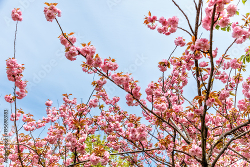 Pink cherry blossoms in nature.