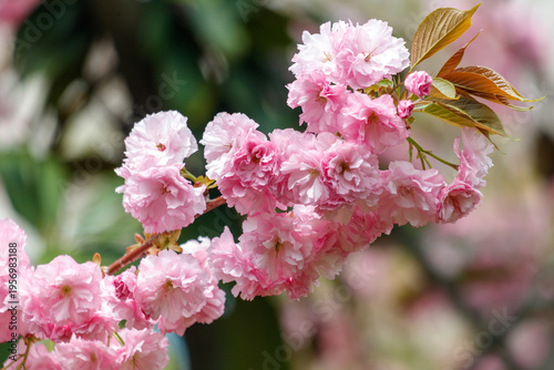 Pink cherry blossoms in nature.