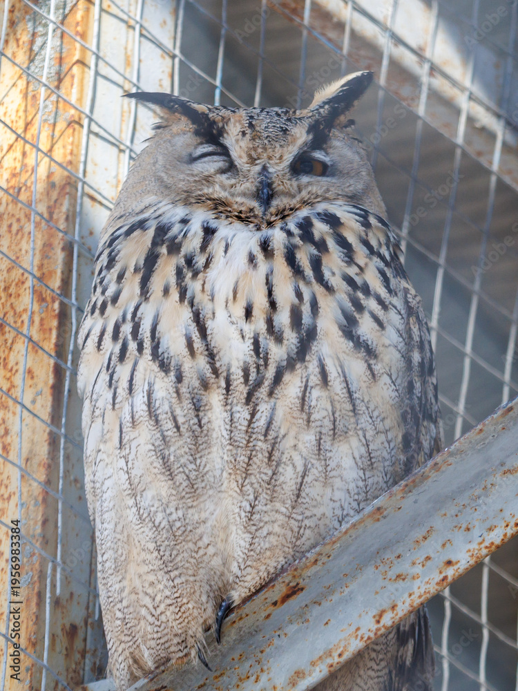 Fototapeta premium A large owl is sitting on a metal railing