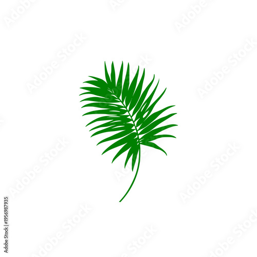 Green Tropical Palm Leaf Isolated on White Background