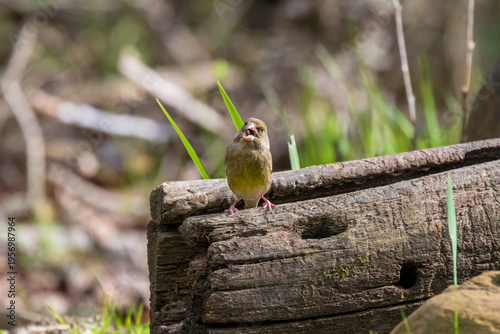 Photos European greenfinch on old wooden log in Florence