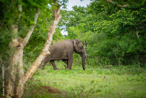 Tableau sur toile South Indian Elephant, wild tusker in forest Masinagudi Tamilnadu