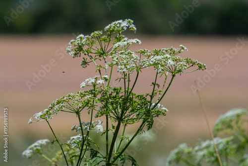 Fotografie Selective focus of white flowers Cow Parsley in spring, Anthriscus sylvestris, W