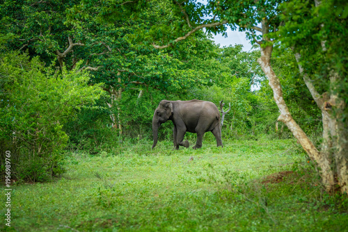 фотографія South Indian Elephant, wild tusker in forest Masinagudi Tamilnadu