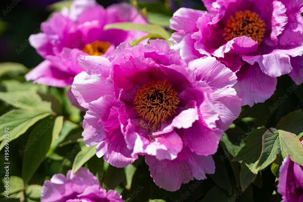 Obraz premium Pink peony flower blooming in spring garden background. Beautiful peony blossom with vibrant petals close up. Spring flower background with fresh peony. Blooming peony.