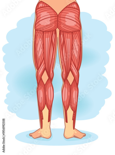 Lower Body Muscle Anatomy Back View