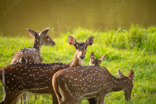 Chital also called Spotted deer and Axis deer