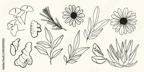 minimal Herb botanical graphic sketch line art drawing, trendy tiny design, leaf elements vector illustration